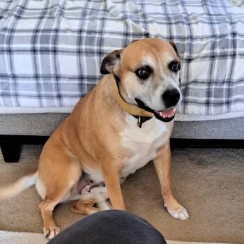 Rescue Pit Bull Terrier and Boxer Dogs for Adoption in Reno, Nevada - Harley | PetCurious