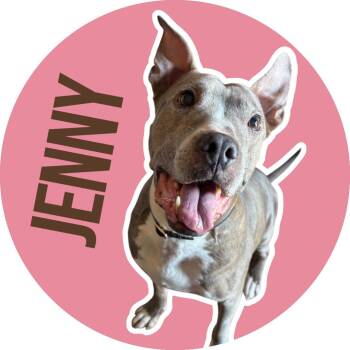 Rescue Pit Bull Terrier Dogs for Adoption in Fort Worth, Texas - Jenny | PetCurious