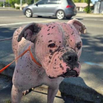 Kanine -  American Bulldog Dog for Adoption in St. Augustine, Florida - Kanine | PetCurious