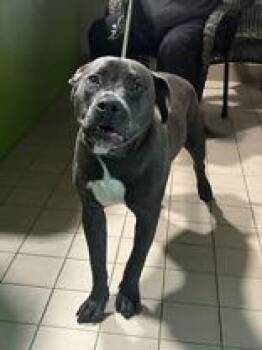 Diesel -  Mixed Breed Dog for Adoption in Jackson, Michigan - Diesel | PetCurious