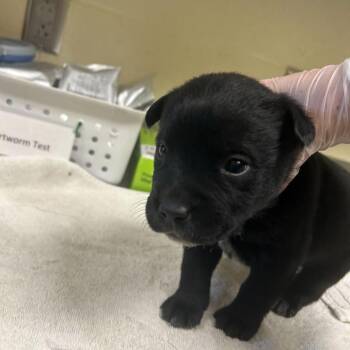 Mixed Breed Dogs Available for Adoption in Asheville, North Carolina - Chris | PetCurious