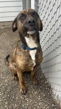 Rescue Black Labrador Retriever Dogs for Adoption in Sheboygan, Wisconsin - Bama | PetCurious