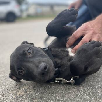 Rescue Pit Bull Terrier Dogs for Adoption in Columbia, South Carolina - Uncle Fester | PetCurious
