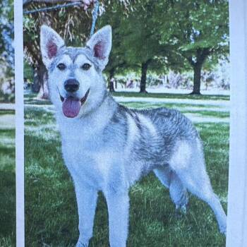 Timber -  Mixed Breed Dog for Adoption in Spokane, Washington - Timber | PetCurious