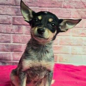 Coral -  Chihuahua and Mixed Breed Dog for Adoption in Fort Collins, Colorado - Coral | PetCurious
