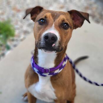 Mixed Breed Dogs Available for Adoption - Frankie | PetCurious