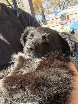 Australian Shepherd and Bernese Mountain Dog Dogs Available for Adoption - Whitney  | PetCurious