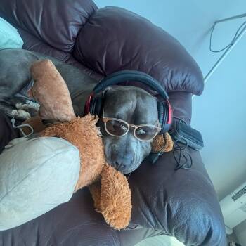 Ferdinand -  Mixed Breed and Mastiff Dog for Adoption in Salt Lake City, Utah - Ferdinand | PetCurious