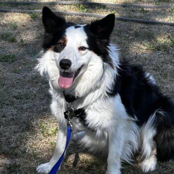 Oscar -  Border Collie Dog for Adoption in Glenrock, Wyoming - Oscar | PetCurious