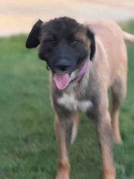 Sierra -  Anatolian Shepherd and Mixed Breed Dog for Adoption in Severance, Colorado - Sierra | PetCurious