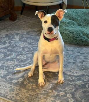 Kona -  American Staffordshire Terrier Dog for Adoption in Grand Island, Nebraska - Kona | PetCurious