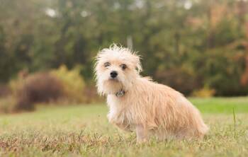 Rescue Wirehaired Terrier and Mixed Breed Dogs for Adoption in Gradyville, Kentucky - Ginger | PetCurious