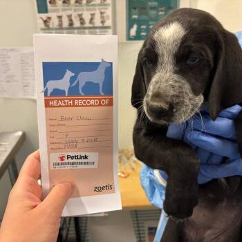 Bear claw -  Mixed Breed Dog for Adoption in Park City, Utah - Bear Claw | PetCurious