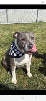 American Staffordshire Terrier Dogs Available for Adoption in Manhattan, Illinois - Ham | PetCurious