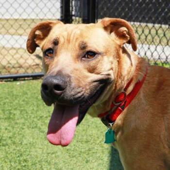 Mixed Breed Dogs Available for Adoption in Atlanta, Georgia - Ember | PetCurious