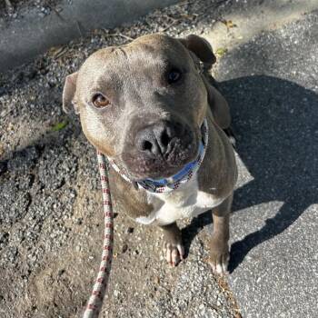 Mixed Breed Dogs Available for Adoption in Asheville, North Carolina - Hans | PetCurious