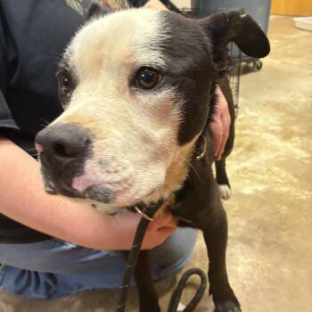 Atlanta - 070601U -  Pit Bull Terrier Dog for Adoption in Tupelo, Mississippi - Atlanta - 070601U | PetCurious