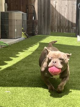 Mack -  French Bulldog and American Staffordshire Terrier Dog for Adoption in Mission Viejo, California - Mack | PetCurious