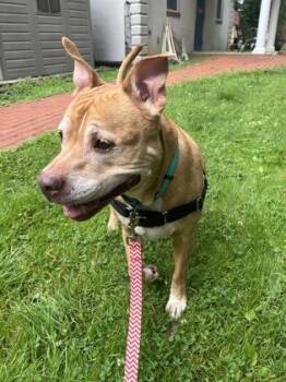 Rescue Terrier and Pit Bull Terrier Dogs for Adoption in Annapolis, Maryland - Kahlua | PetCurious