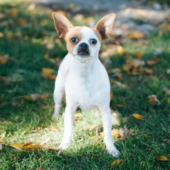 Rescue Chihuahua Dogs for Adoption in Northbrook, Illinois - Chato | PetCurious