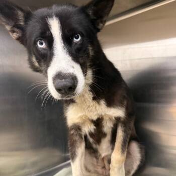 Fanny -  Husky Dog for Adoption in Abilene, Texas - Fanny | PetCurious