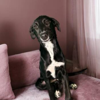 Doberman Pinscher Dogs Available for Adoption - Brownie | PetCurious