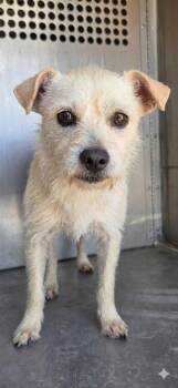 Popote -  Terrier Dog for Adoption in El Centro, California - Popote | PetCurious