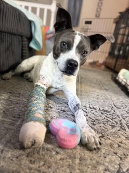 Rescue Pit Bull Terrier and Border Collie Dogs for Adoption in Hoffman Estates, Illinois - Koa | PetCurious