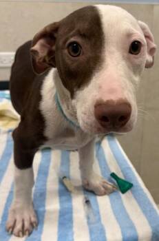 Niihau -  Pit Bull Terrier and Cardigan Welsh Corgi Dog for Adoption in Honolulu, Hawaii - Niihau | PetCurious