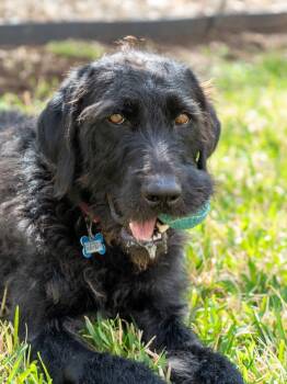 Labradoodle Dogs Available for Adoption - Teddie | PetCurious