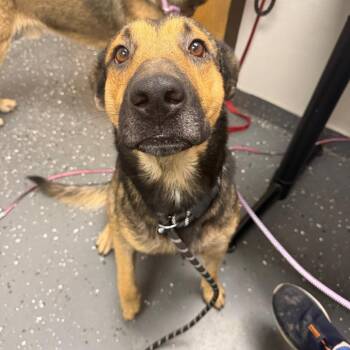 Koda -  Mixed Breed Dog for Adoption in Columbiana, Alabama - Koda | PetCurious