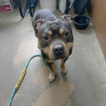 Staffordshire Bull Terrier Dogs Available for Adoption in Carrollton, Ohio - 26-052 | PetCurious