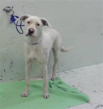 PRISCILLA -  Staffordshire Bull Terrier and Mixed Breed Dog for Adoption in Houston, Texas - PRISCILLA | PetCurious