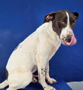 Logos -  Pointer Dog for Adoption in Ruston, Louisiana - Logos | PetCurious