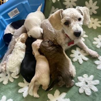 PINON -  Miniature Poodle and Mixed Breed Dog for Adoption in Richmond, California - PINON | PetCurious