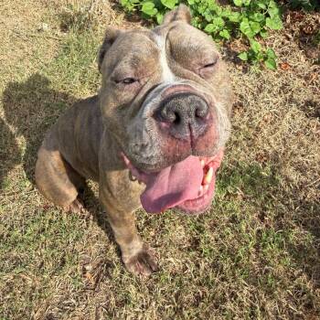 Lindsey -  Mixed Breed Dog for Adoption in Norman, Oklahoma - Lindsey | PetCurious