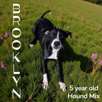 Rescue Hound Dogs for Adoption in Nicholasville, Kentucky - Brooklyn | PetCurious