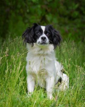 Papillon Dogs Available for Adoption in Bridgeport, Connecticut - Avon | PetCurious