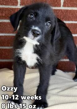 Ozzy -  Goldendoodle and Labrador Retriever Dog for Adoption in Bull Valley, Illinois - Ozzy | PetCurious