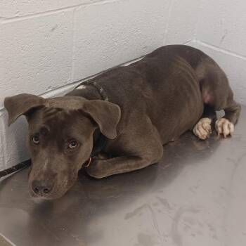 Starburst -  American Staffordshire Terrier and Mixed Breed Dog for Adoption in Hattiesburg, Mississippi - Starburst | PetCurious