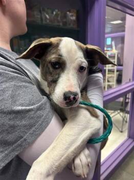 61382428 -  Catahoula Leopard Dog and Mixed Breed Dog for Adoption in El Paso, Texas - 61382428 | PetCurious
