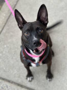 Mariah -  Australian Kelpie Dog for Adoption in Ellicott City, Maryland - Mariah | PetCurious