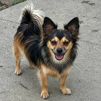 Clyde -  Chihuahua and Mixed Breed Dog for Adoption in Pelham, New Hampshire - Clyde | PetCurious