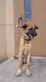 Rescue German Shepherd Dog Dogs for Adoption in Miami, Florida - DIESEL-TRAINED DOG | PetCurious