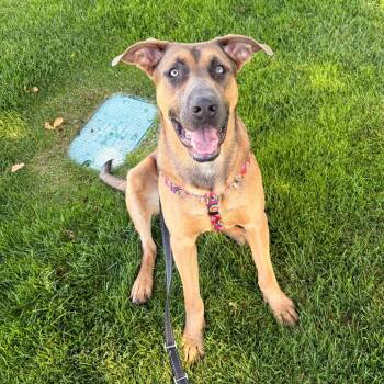 Dante -  German Shepherd Dog and Pit Bull Terrier Dog for Adoption in Reno, Nevada - Dante | PetCurious