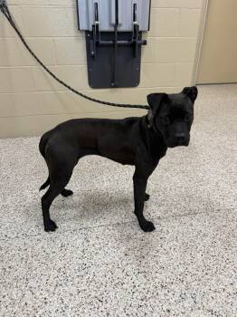 Rescue Pit Bull Terrier Dogs for Adoption in Youngstown, Ohio - Bambi | PetCurious