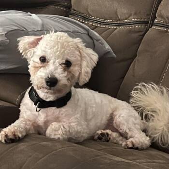 Phillip -  Maltese and Poodle Dog for Adoption in Alafaya, Florida - Phillip | PetCurious