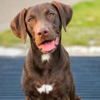 Julie Davis -  Chocolate Labrador Retriever Dog for Adoption in Wadena, Minnesota - Julie Davis | PetCurious
