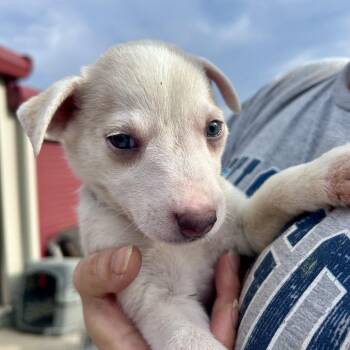 Smokey -  Husky and Mixed Breed Dog for Adoption in Peculiar, Missouri - Smokey | PetCurious