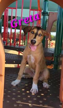 Greta -  Mixed Breed Dog for Adoption in Sunnyvale, Texas - Greta | PetCurious